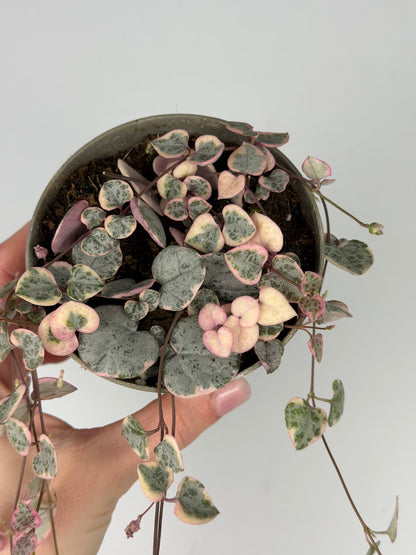 Ceropegia woodii 'String of hearts' variegata Ceropegia Tropical Corner
