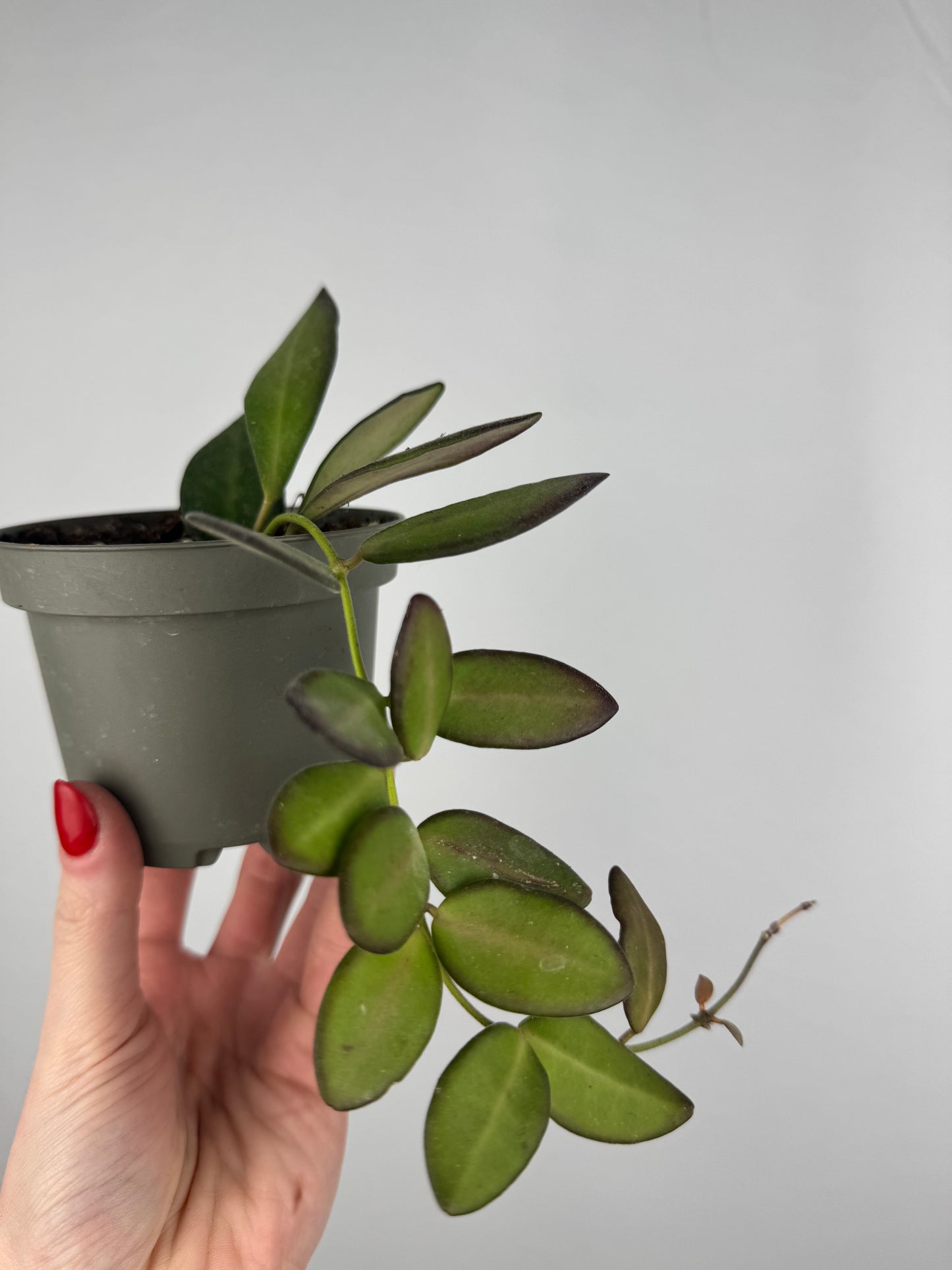 Hoya Burtoniae | Clotilde