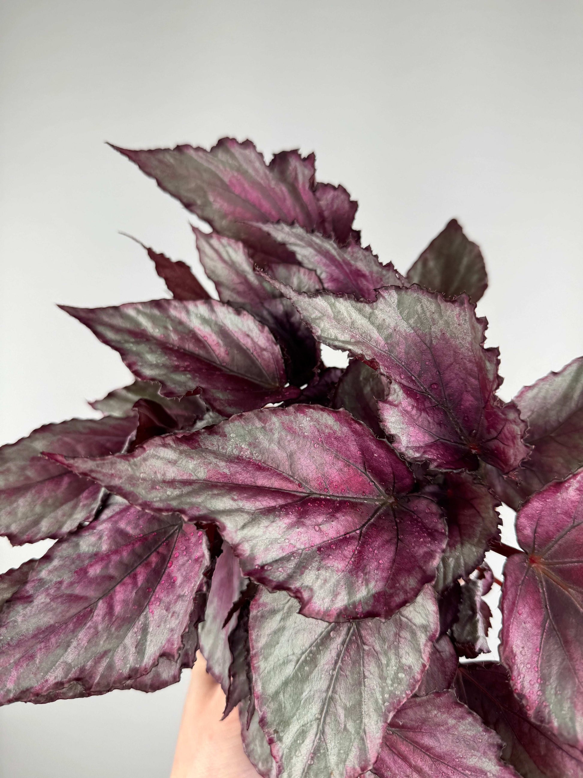 Begonia “Maori Haze”