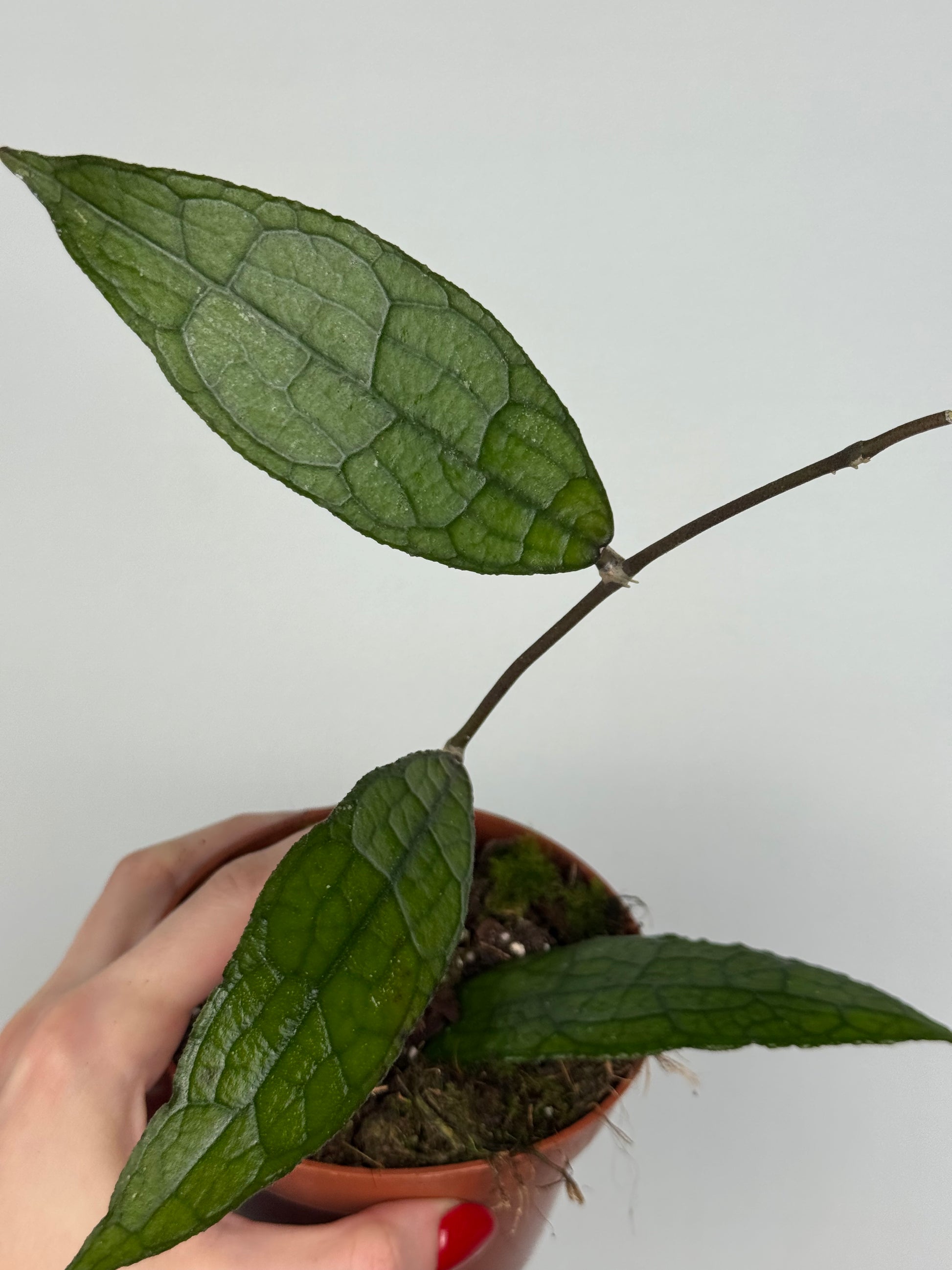 Hoya Clemensiorum Sumatra