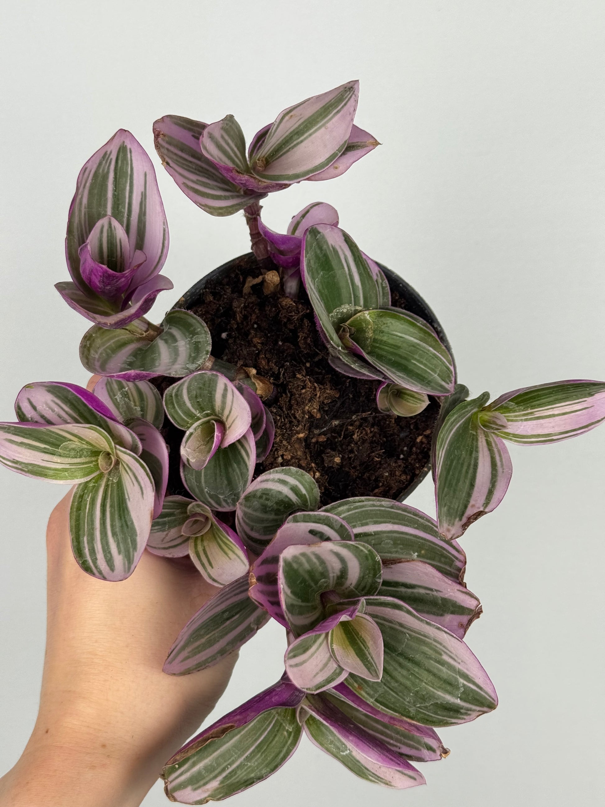 Tradescantia Nanouk | Zinnia