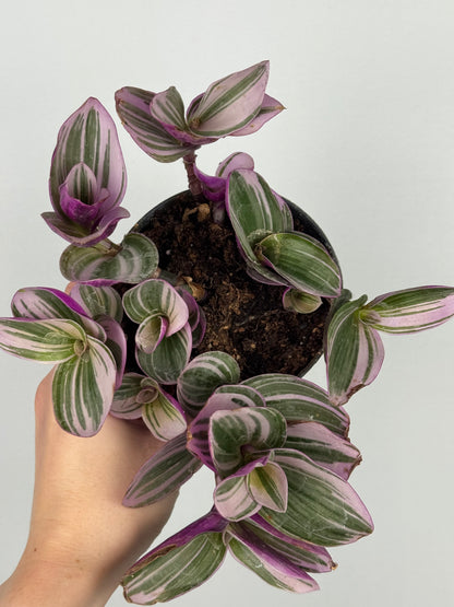Tradescantia Nanouk | Zinnia