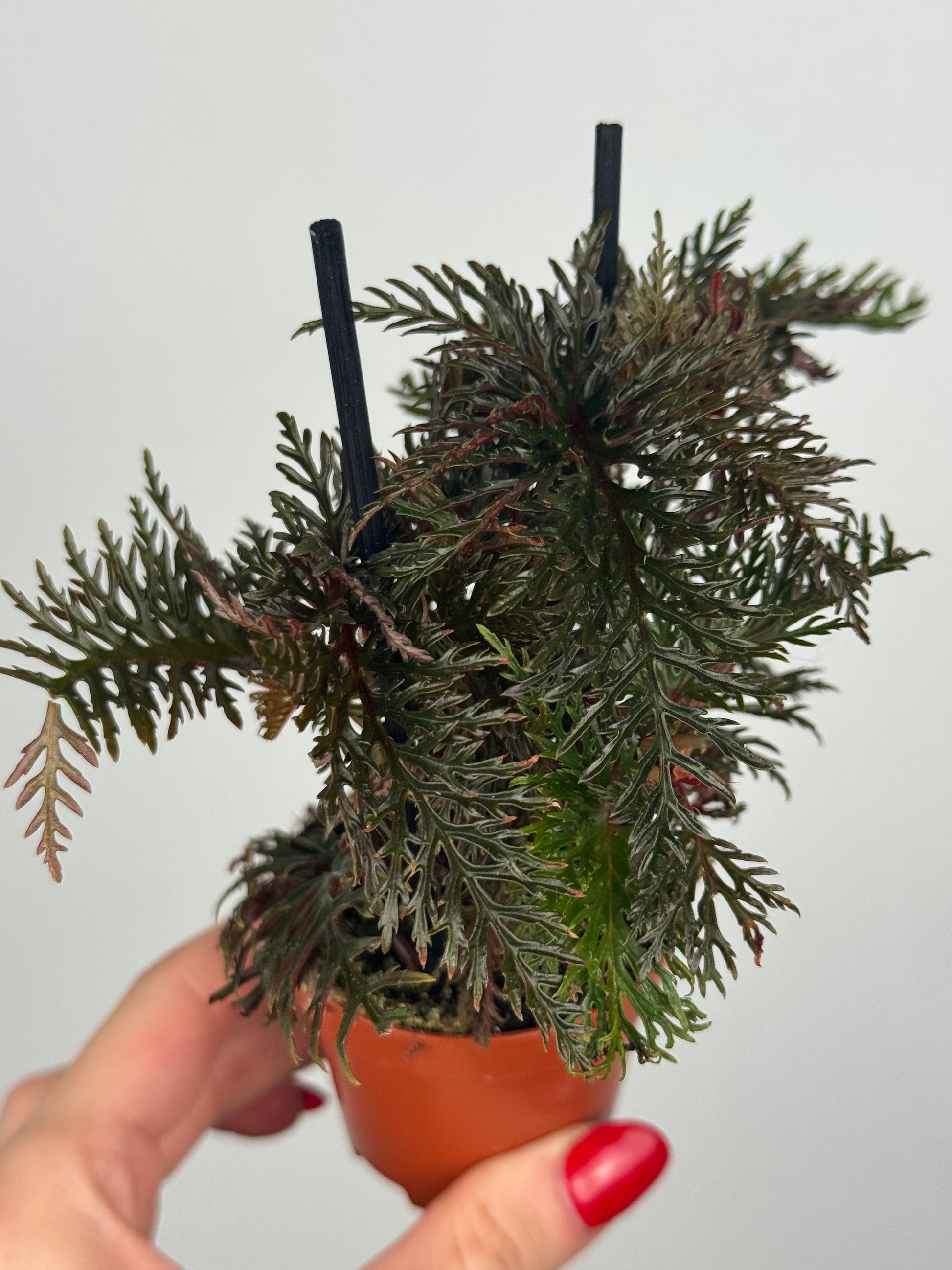 Begonia Bipinnatifida