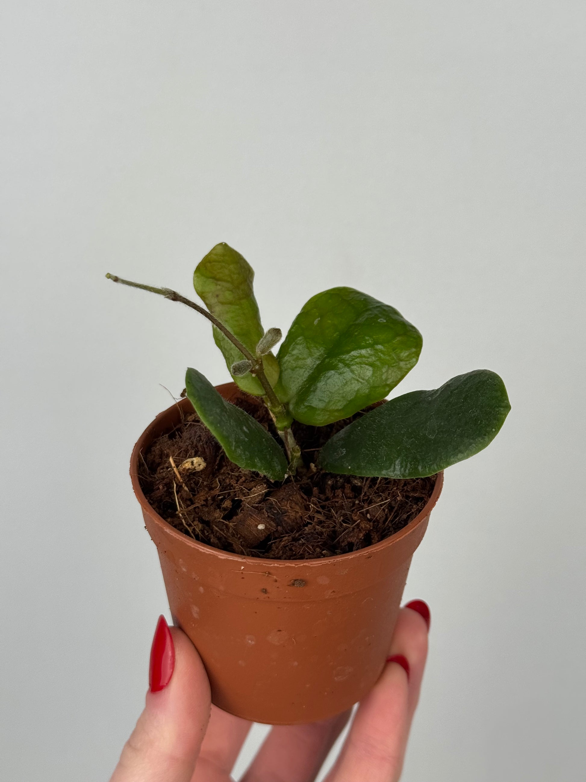 Hoya Rotundiflora