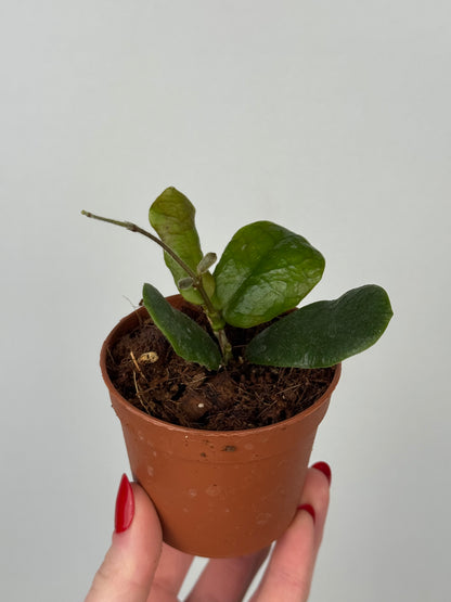Hoya Rotundiflora
