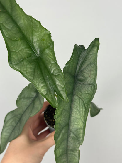 Alocasia heterophylla 'Dragon's Breath'