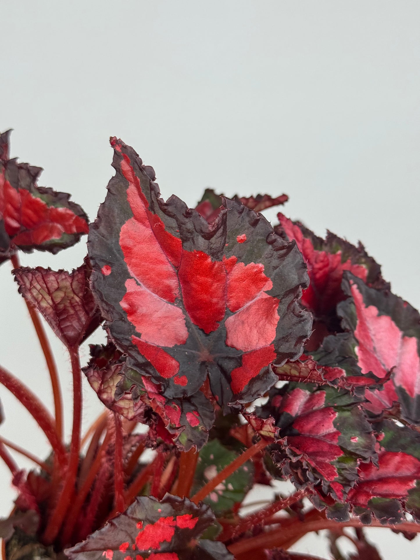 Begonia “Red Kiss”