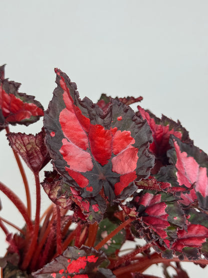 Begonia “Red Kiss”
