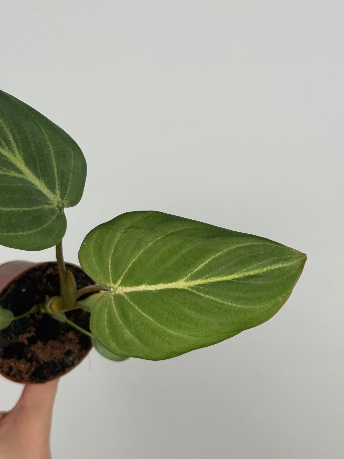 Philodendron Gloriosum