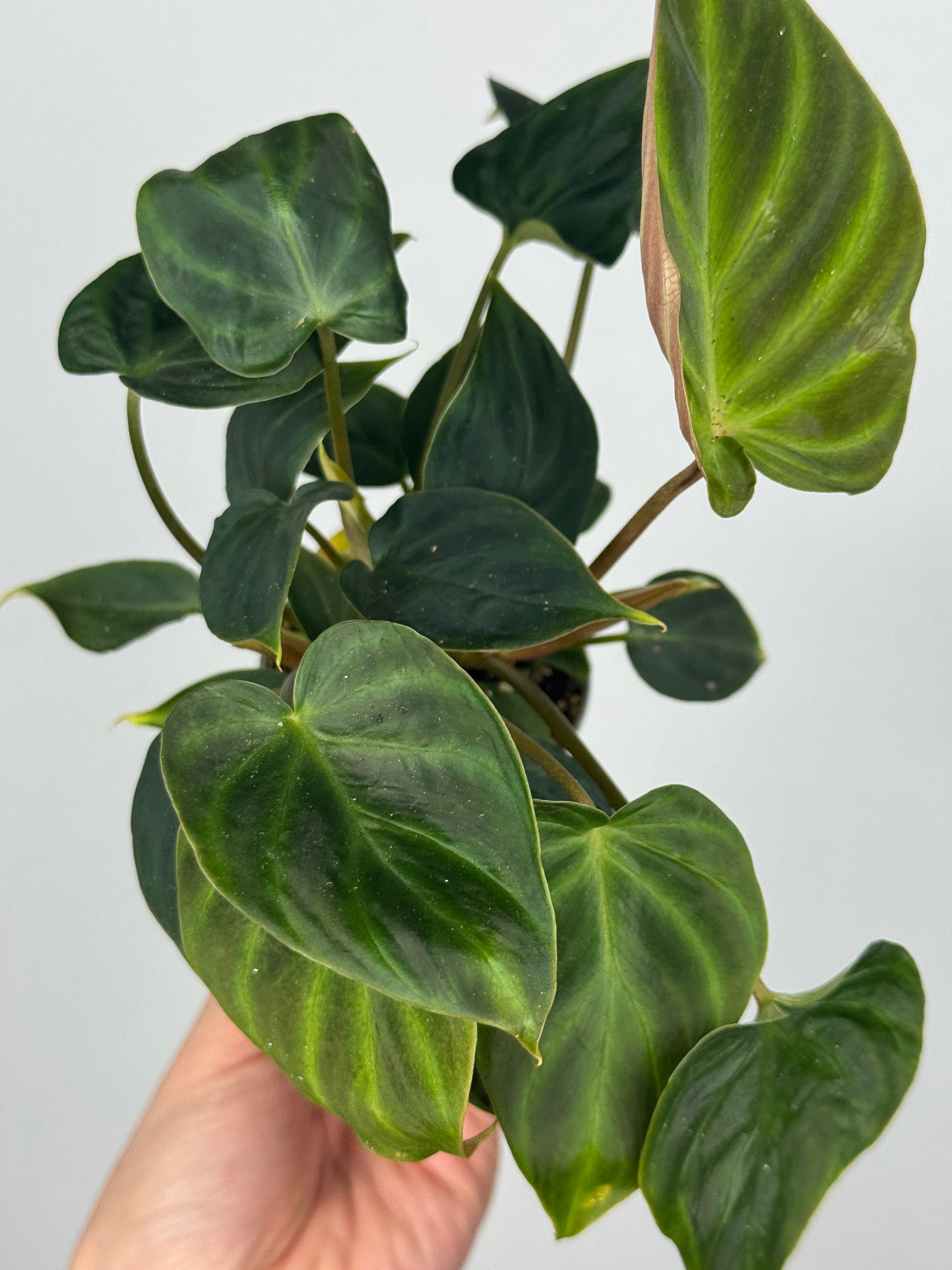 Philodendron El Choco Red