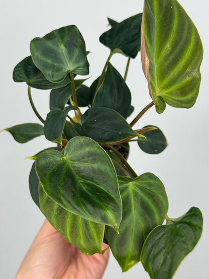 Philodendron El Choco Red