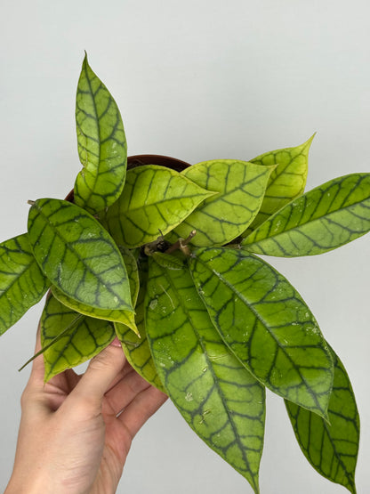 Hoya Callistophylla 'KAL 16'