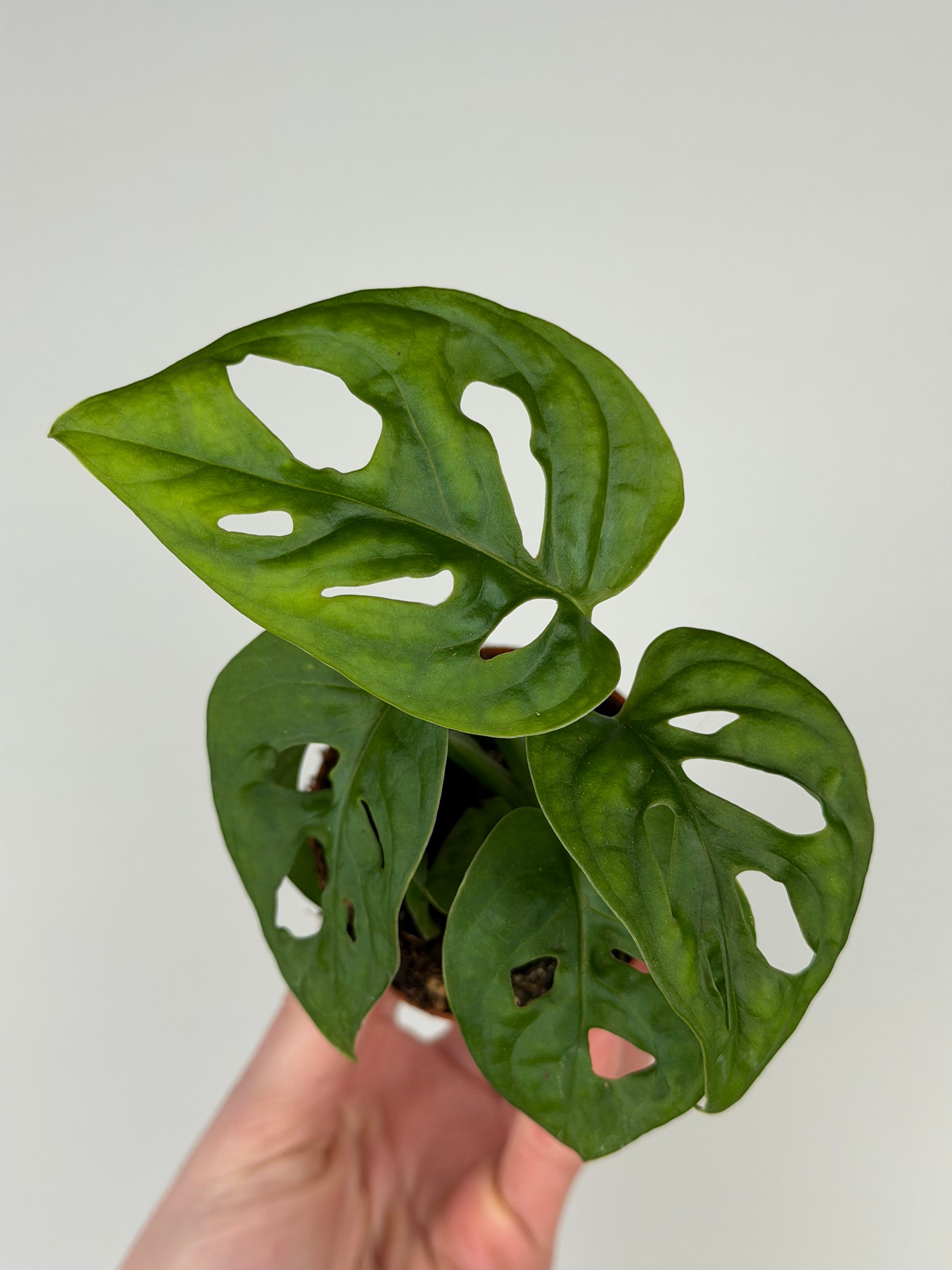 Monstera Adansonii 'Monkey Mask' Monstera Tropical Corner