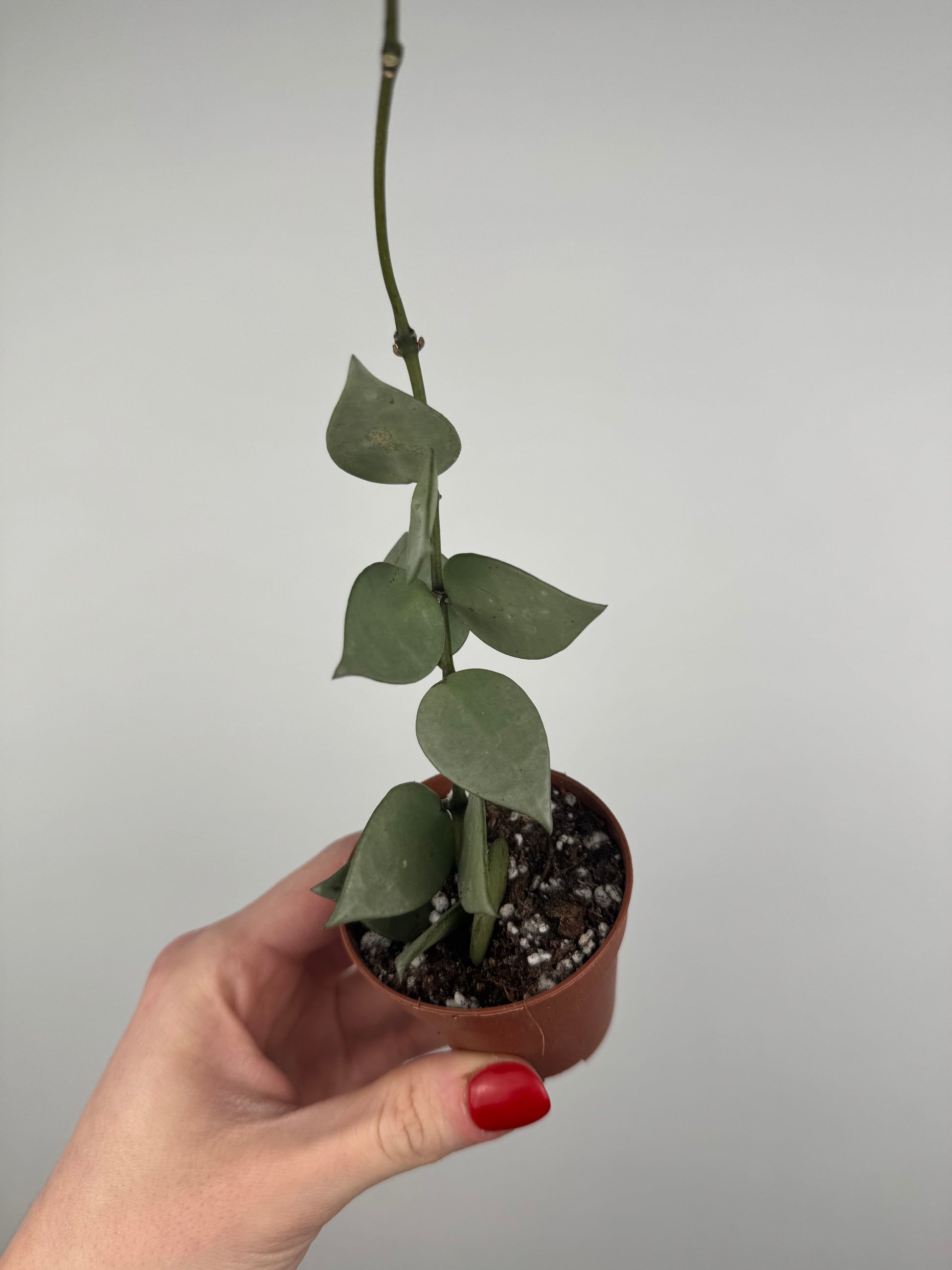 Hoya Krohniana “Eskimo”