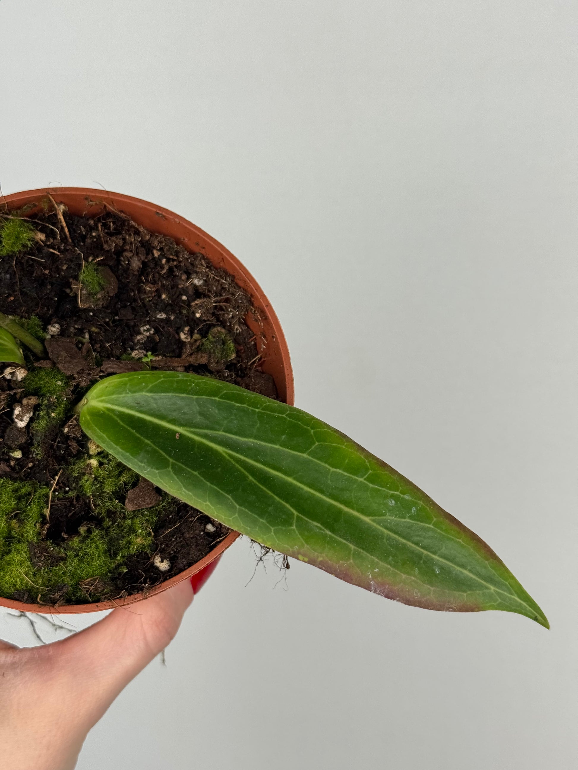 Hoya Soligamiana