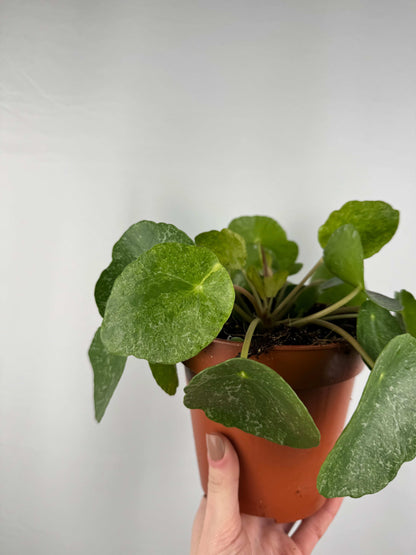 Pilea Peperomioides “Sugar”