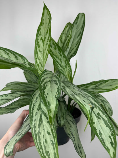 Aglaonema “Silver Queen”