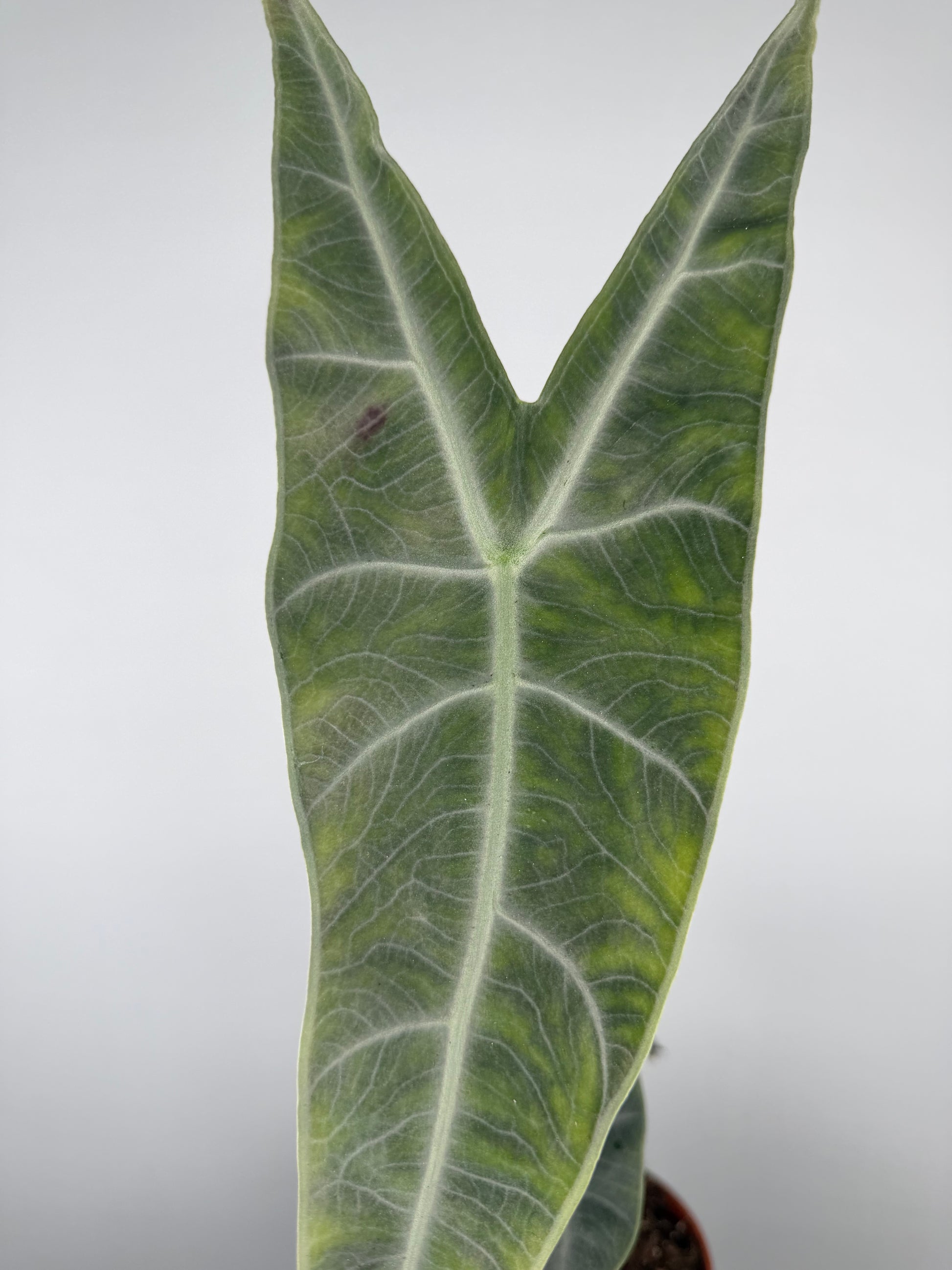 Alocasia longiloba 'Silver'