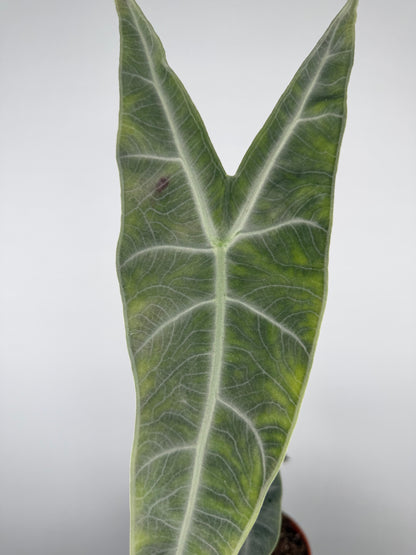 Alocasia longiloba 'Silver'