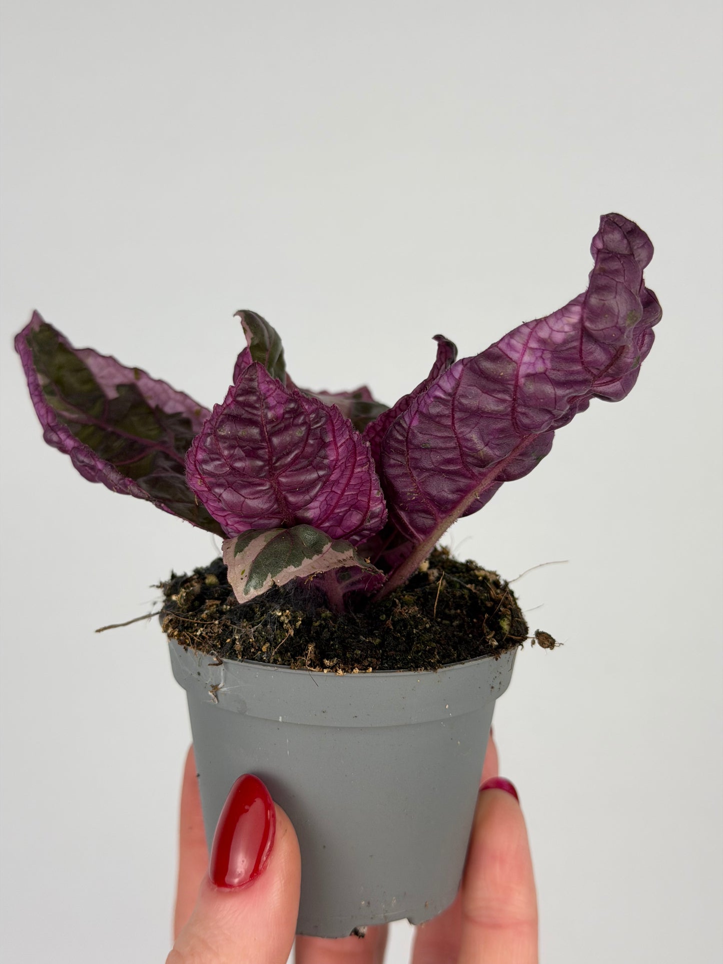 Hemigraphis alternata 'Snow White'