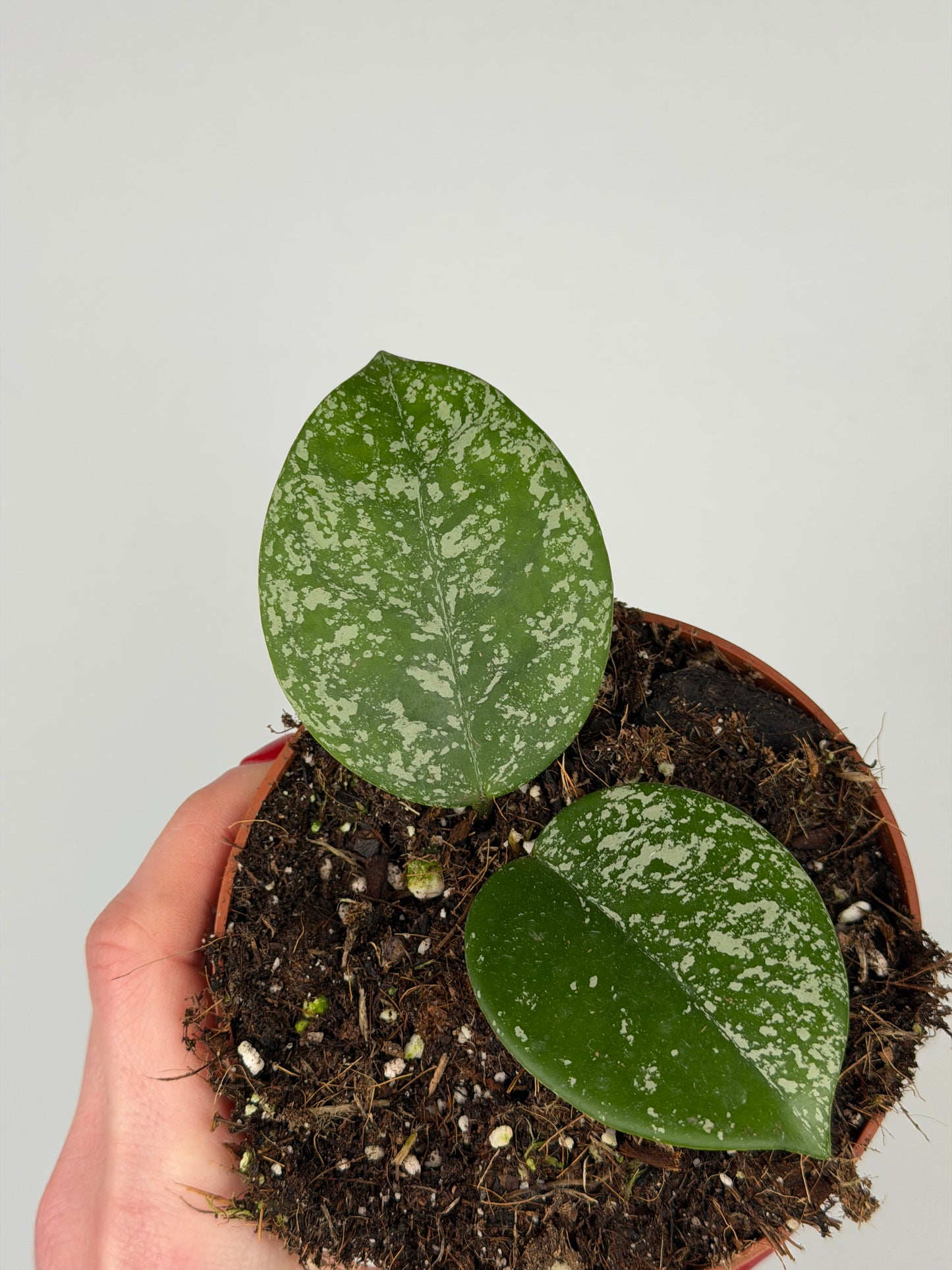 Hoya Parasitica 'Splash' Hoya Tropical Corner