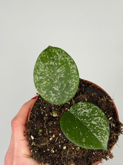 Hoya Parasitica 'Splash' Hoya Tropical Corner