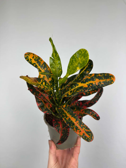 Codiaeum variegatum “Bush on fire”