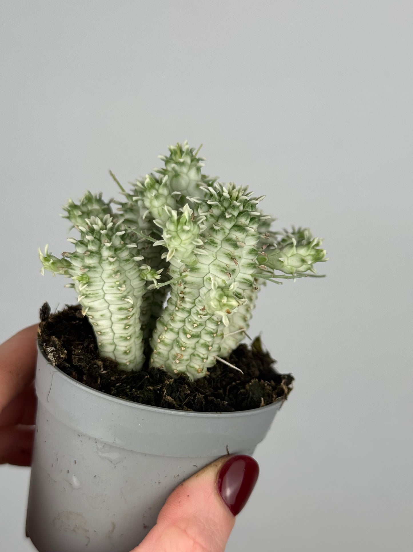 Euphorbia mammillaris variegata
