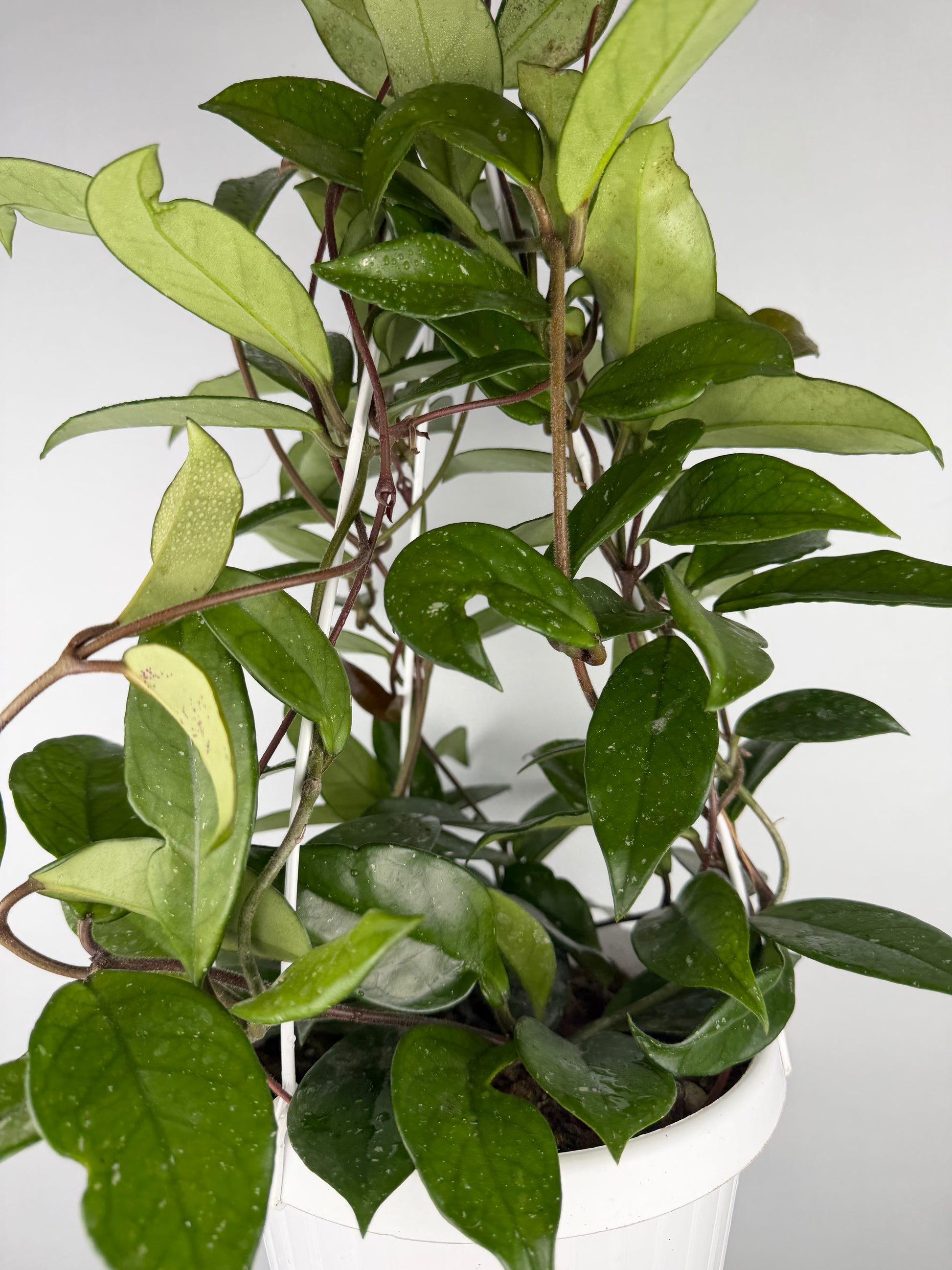 Hoya Carnosa 'Freckles Splash' Hoya Tropical Corner