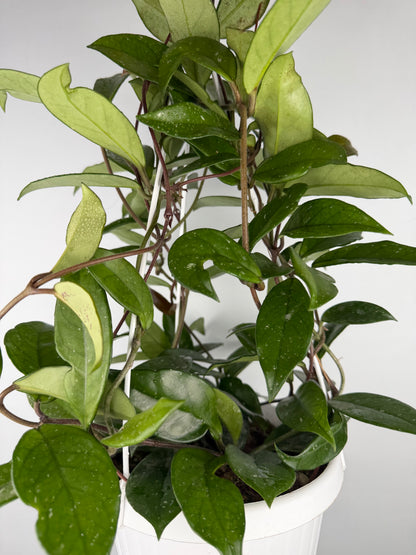 Hoya Carnosa 'Freckles Splash' Hoya Tropical Corner