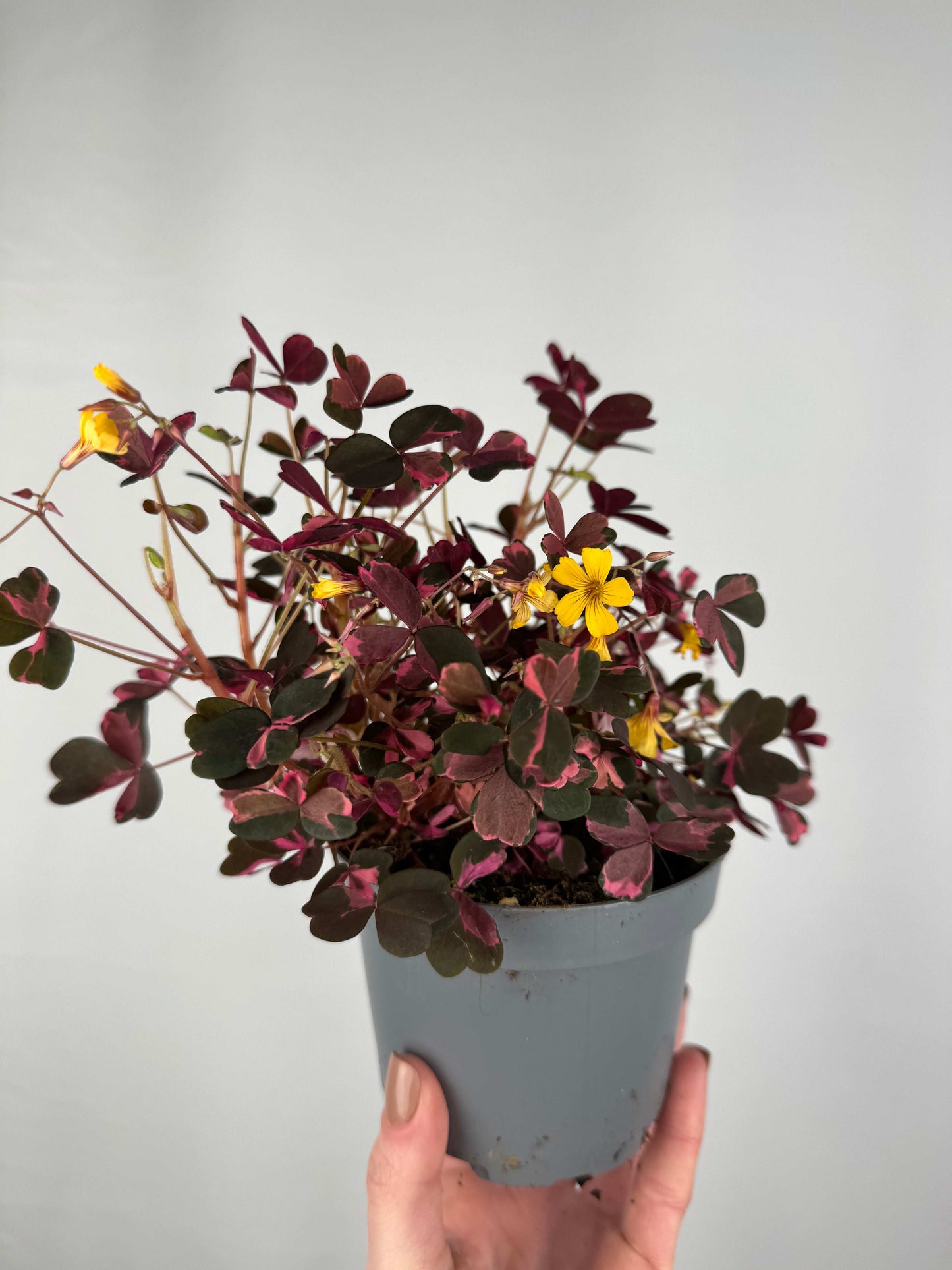 Oxalis Vulcanicola “Pink”