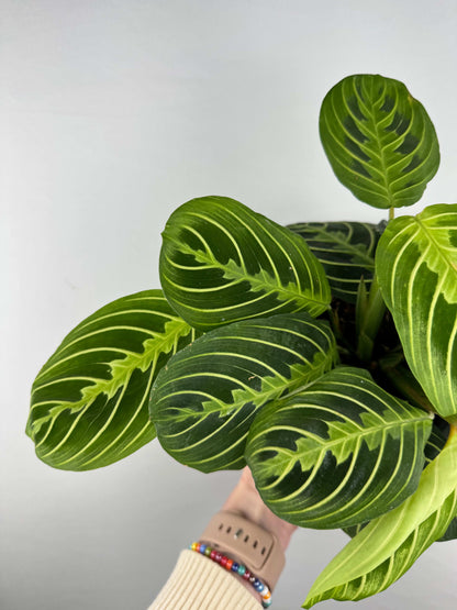 Maranta Leuconeura “Lemon Lime”