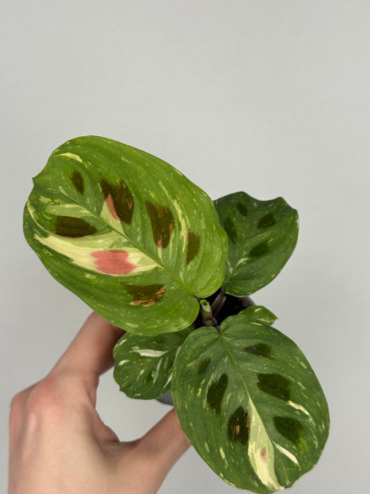Maranta Leuconeura “Kerchoveana” variegata