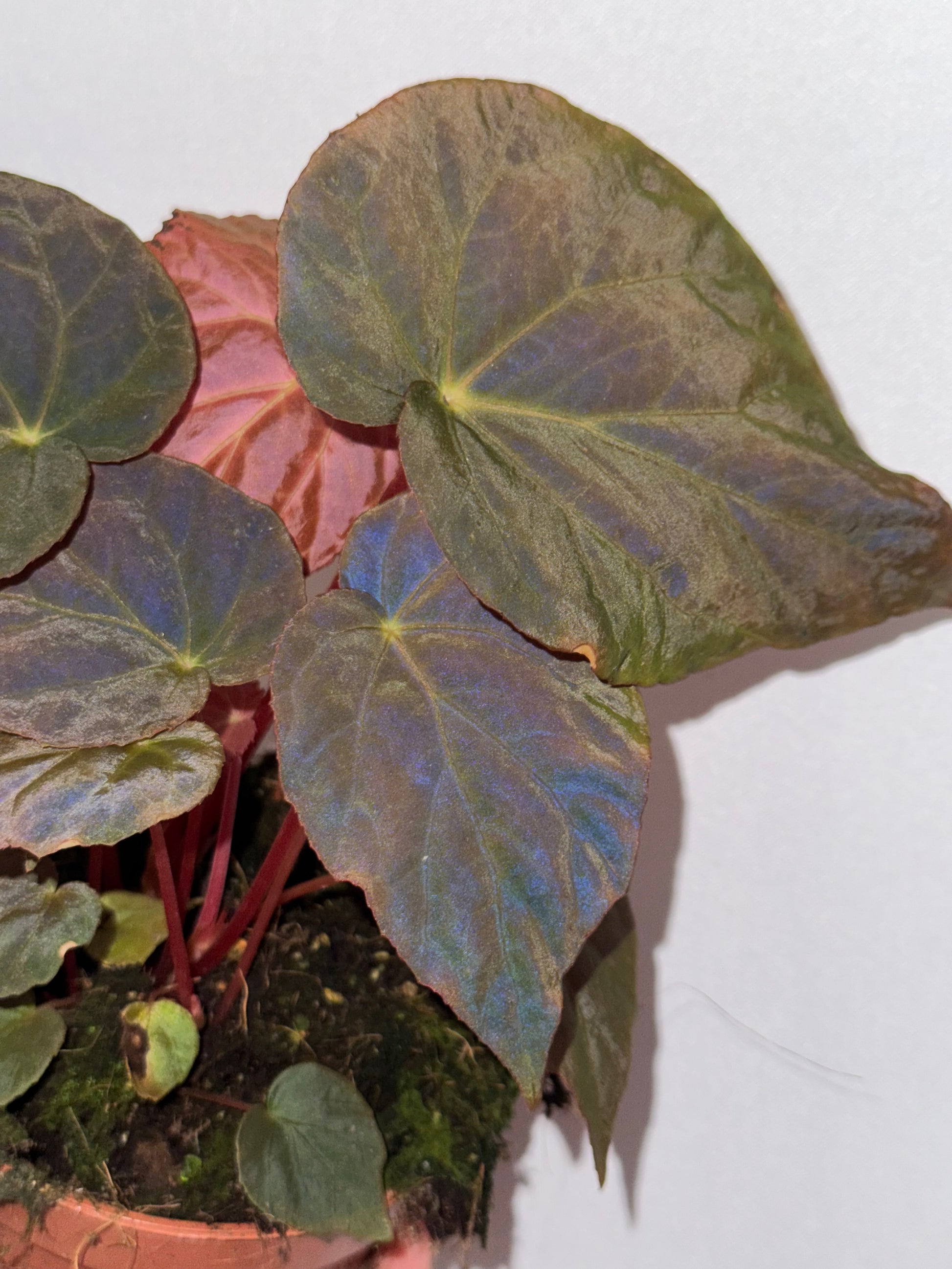 Begonia Pavonina