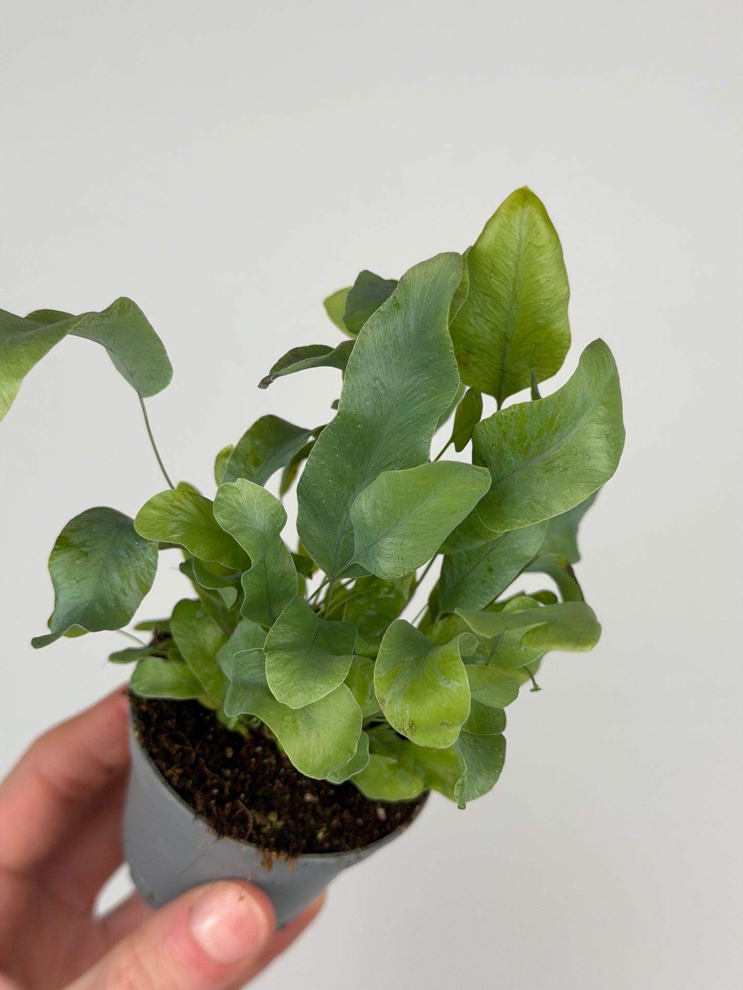 Phlebodium aureum 'Blue Star' Phlebodium Tropical Corner