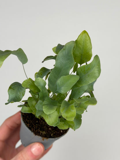 Phlebodium aureum 'Blue Star' Phlebodium Tropical Corner