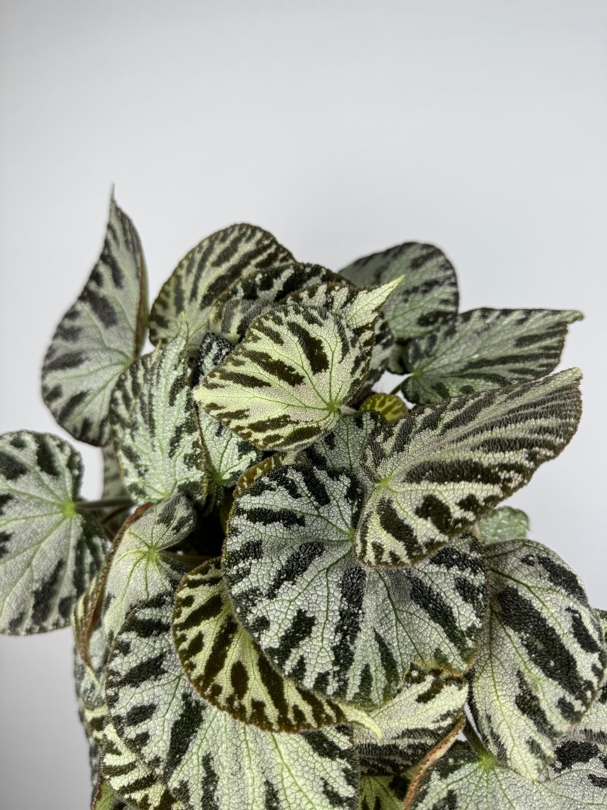 Begonia “Silver Jewel”