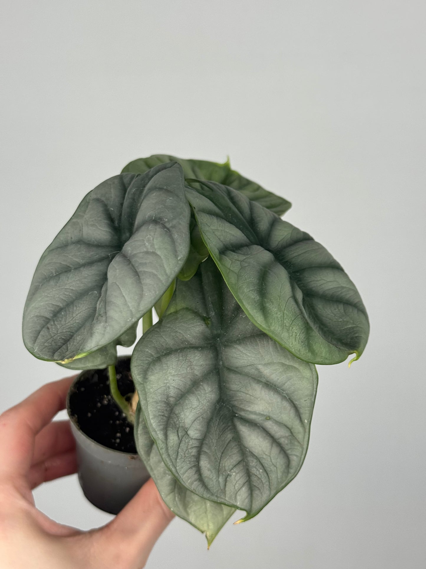 Alocasia “Silver Dragon”