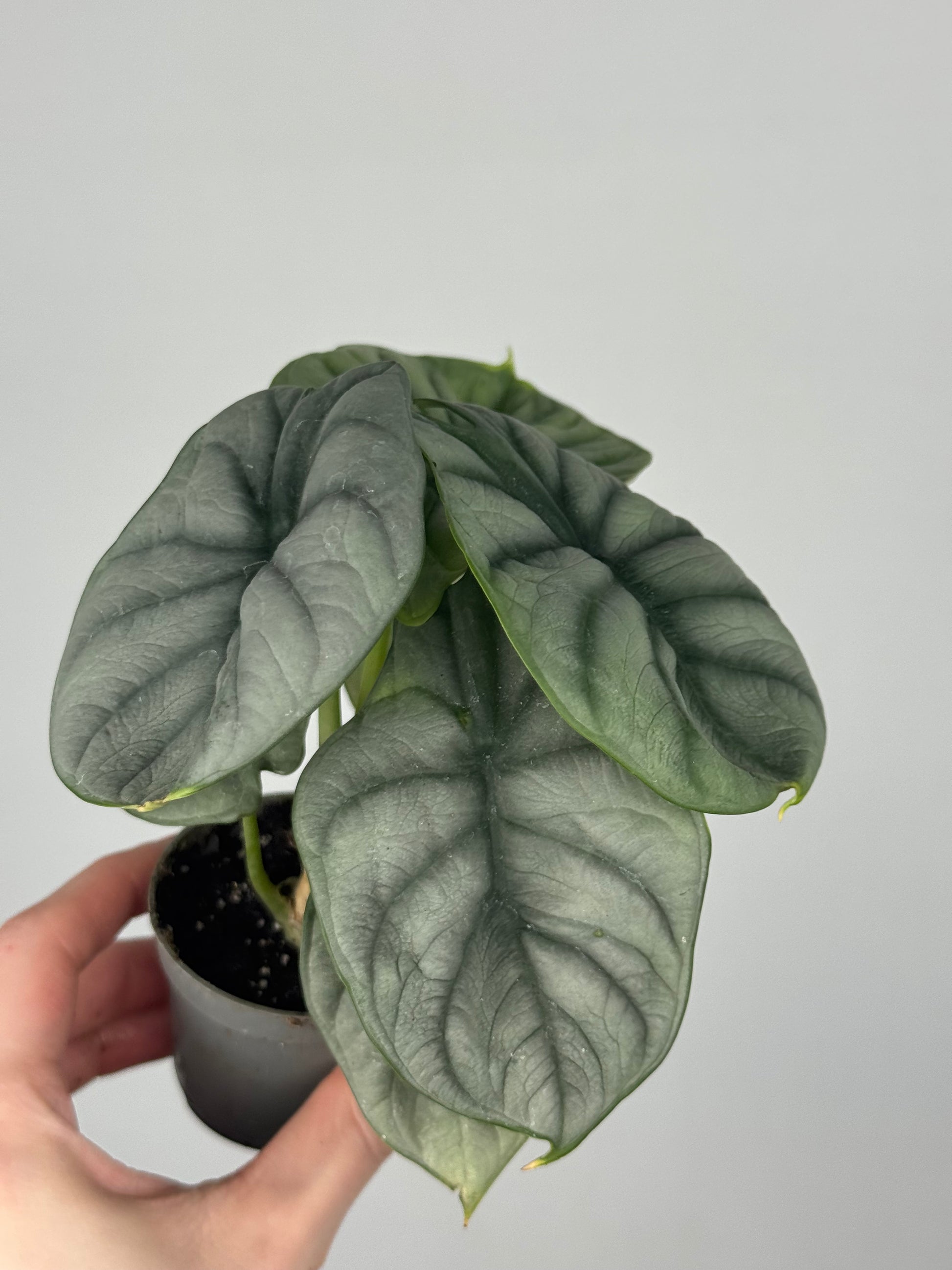 Alocasia “Silver Dragon”