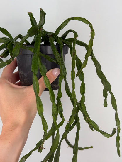 Rhipsalis Paradoxa Tropical Corner