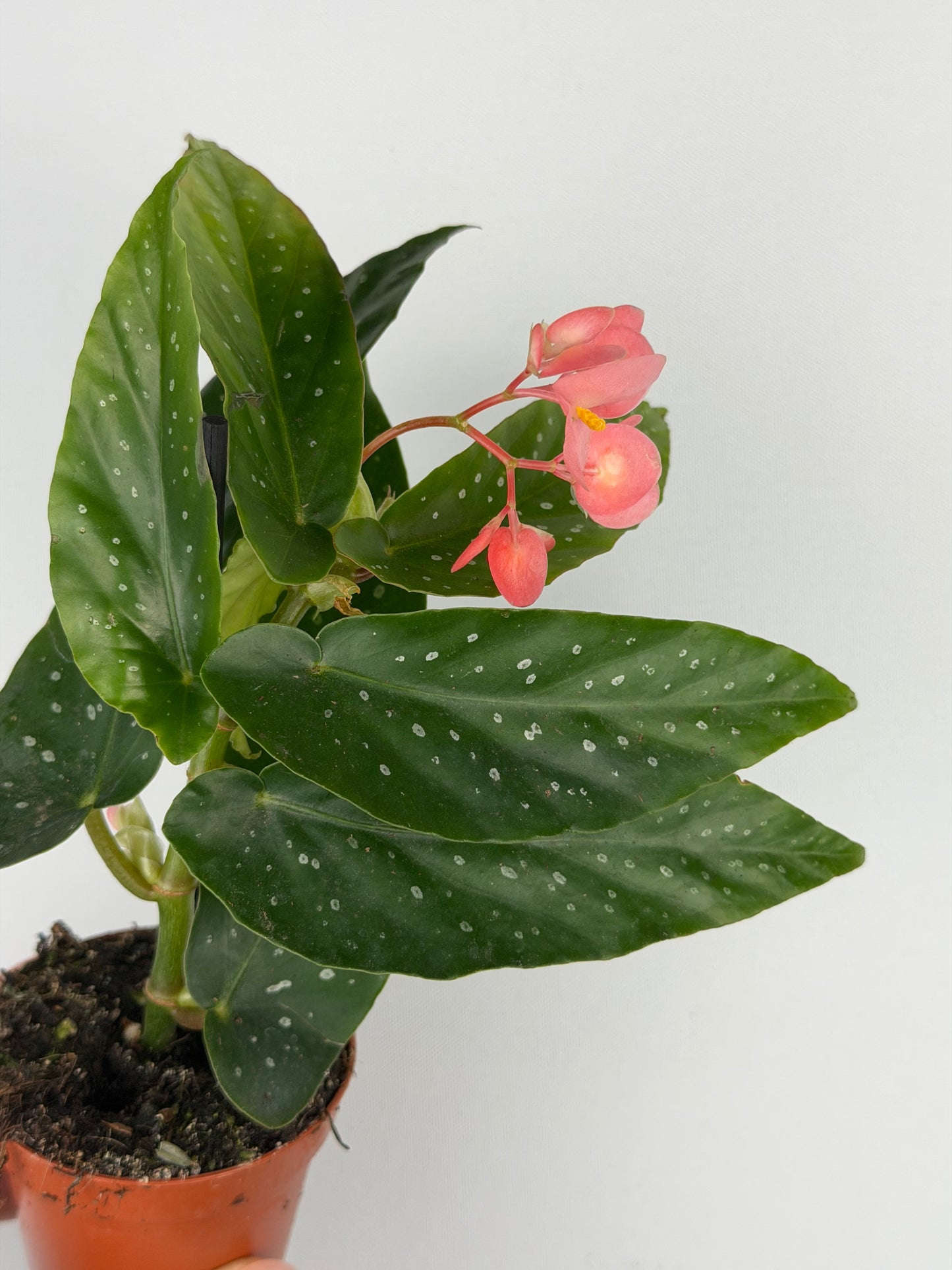 Begonia Albopicta