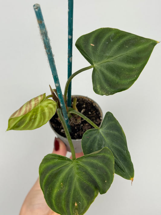 Philodendron El Choco Red | Nilo
