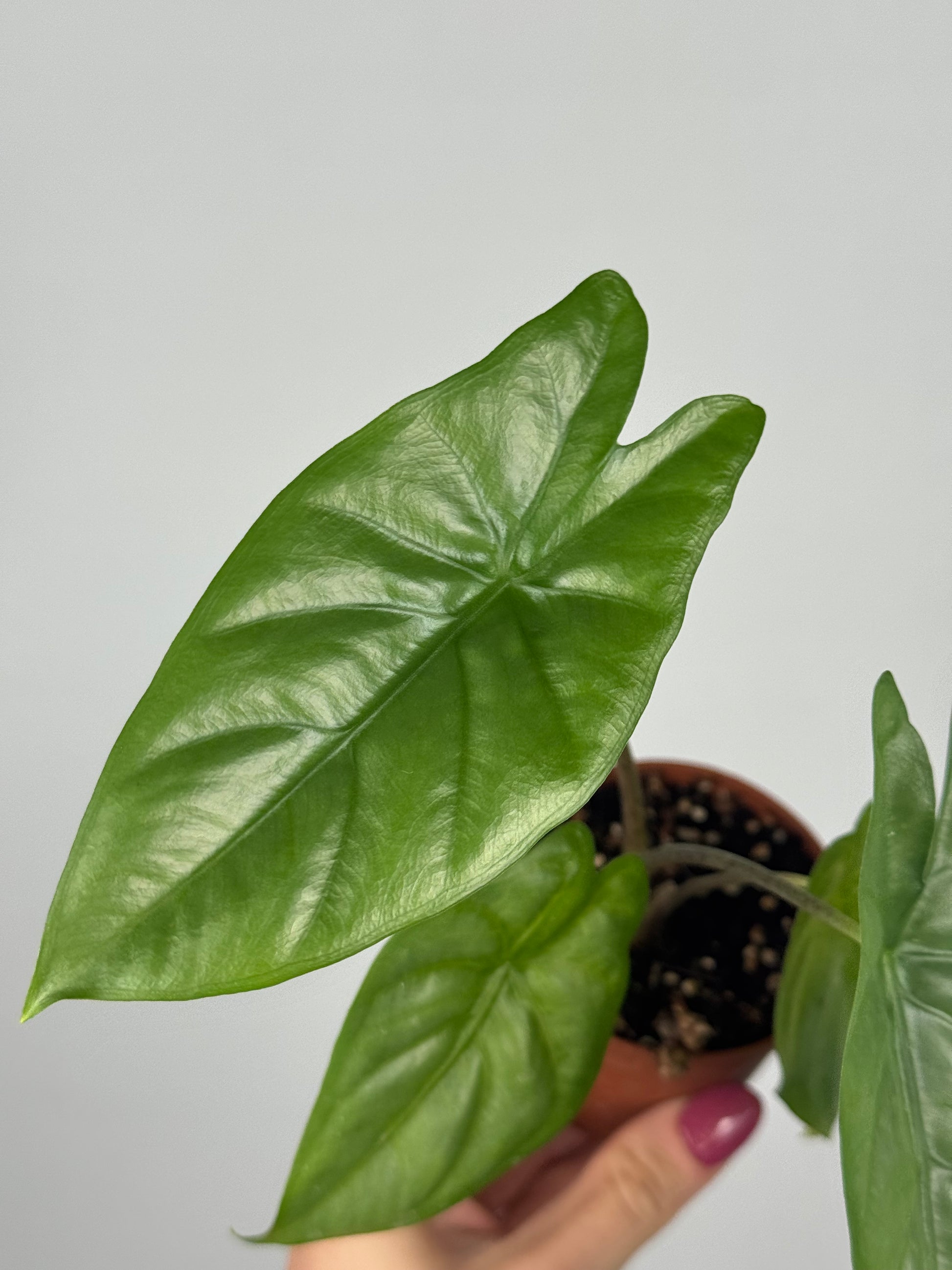 Alocasia Heterophylla “Corazon”