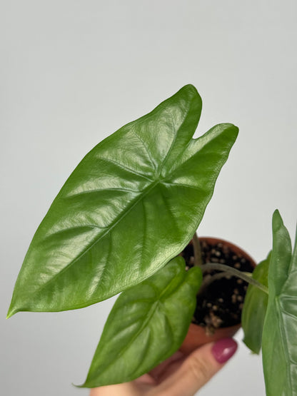 Alocasia Heterophylla “Corazon”