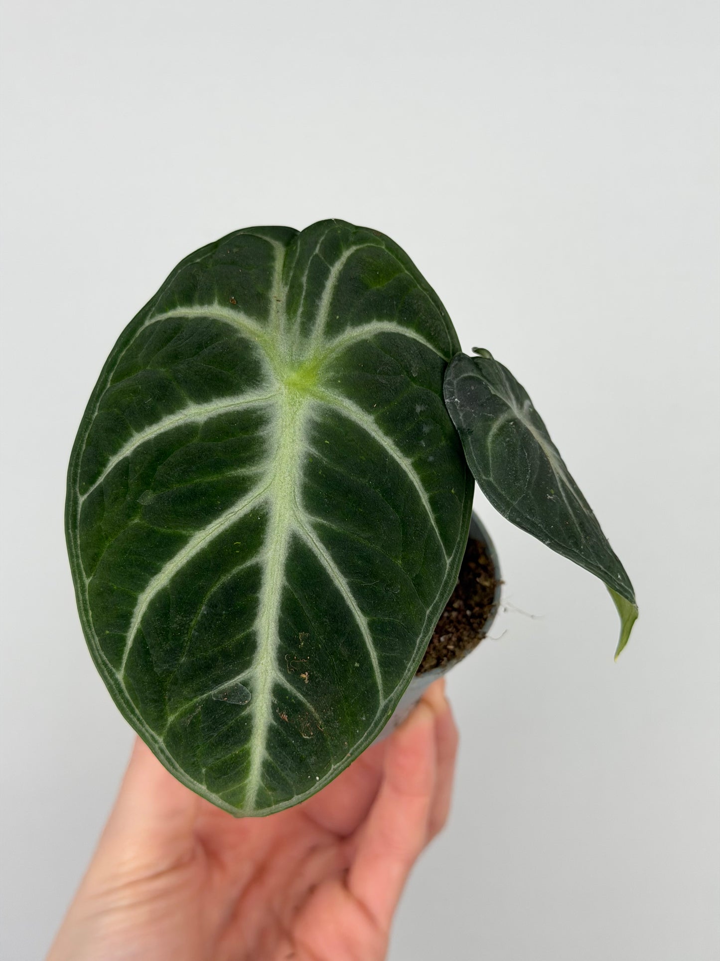 Alocasia Reginula 'Ninja'