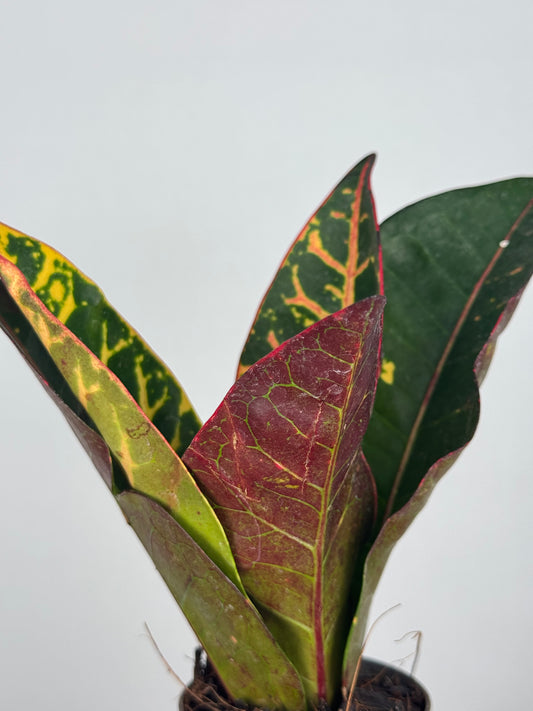 Codiaeum variegatum “Petra”