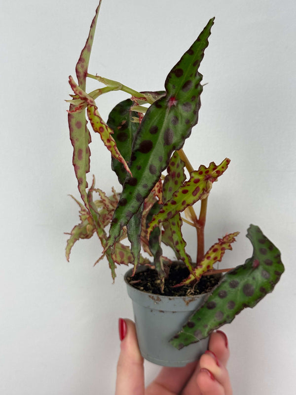 Begonia Amphioxus