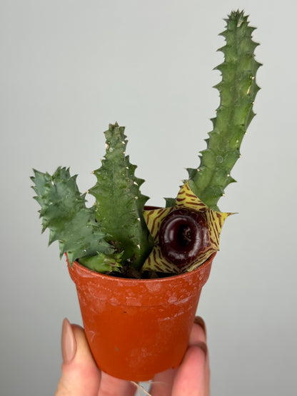 Stapelia Huernia Zebrina