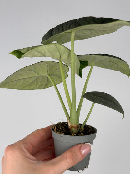 Alocasia Melo Alocasia Tropical Corner