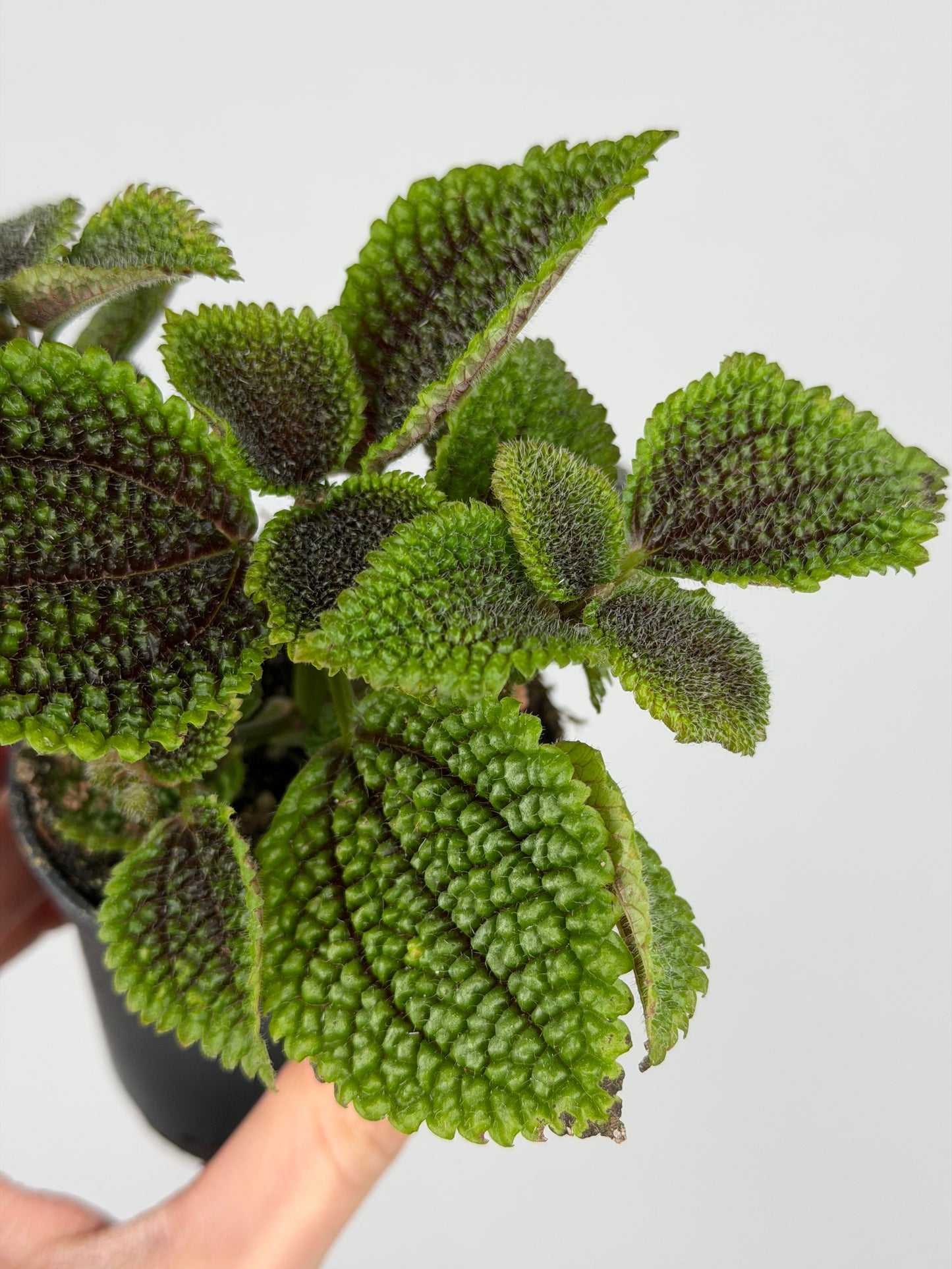 Pilea mollis 'Moon Valley' Pilea Tropical Corner